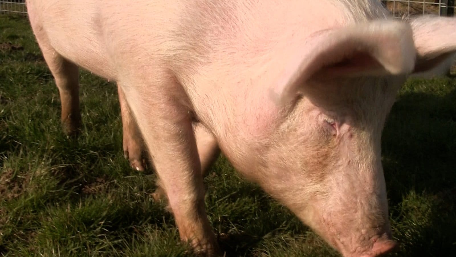 Natural pig life