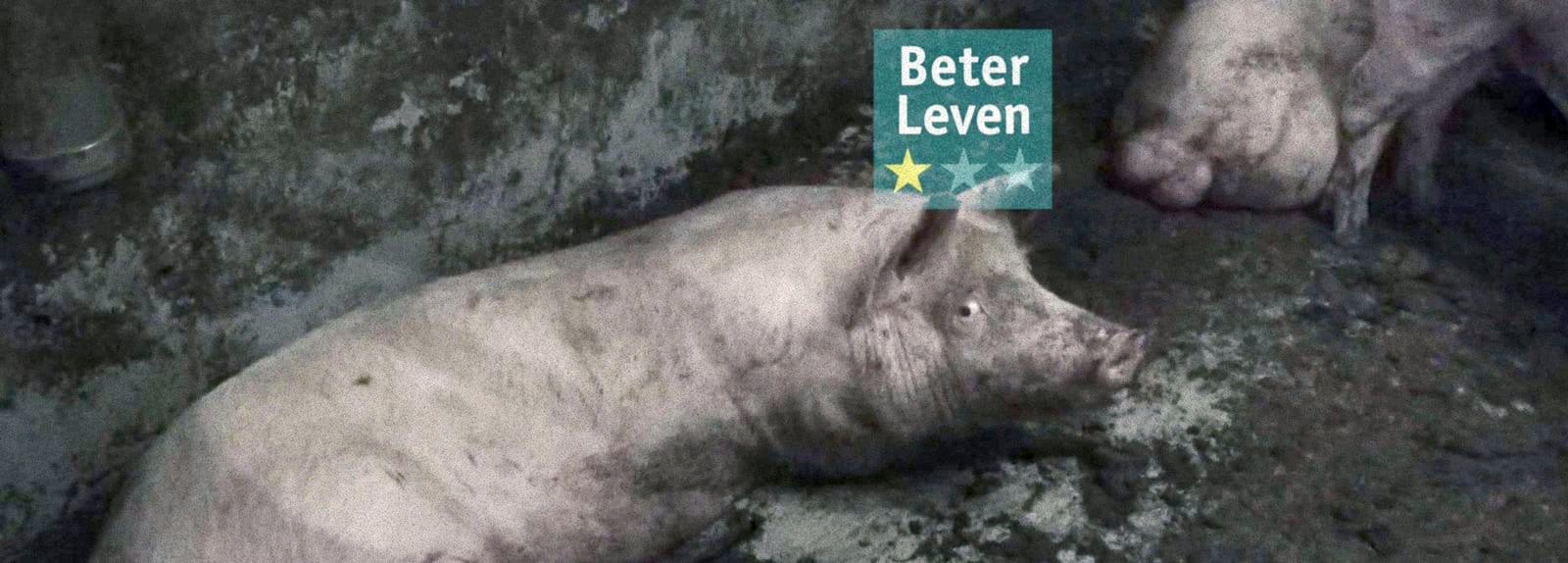 Ongehoord klaagt Beter Leven om misleiding aan bij de Reclame Code Commissie.