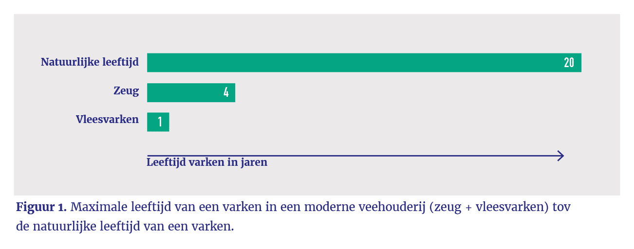 Leeftijdsvergelijking tussen industriële en natuurlijke varkens