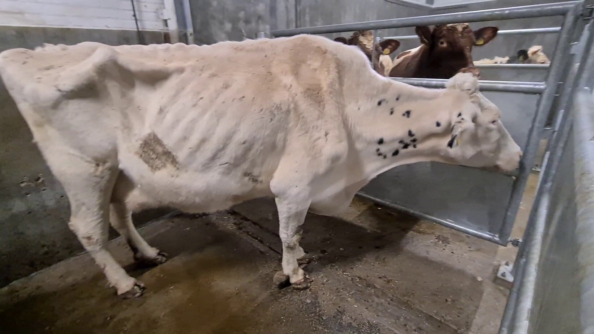 A severely emaciated dairy cow in a collection point.