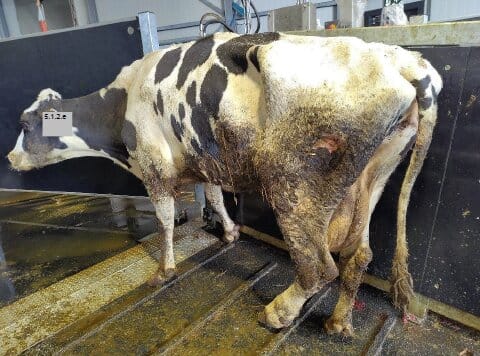 A lame cow with a wound is delivered to a slaughterhouse.