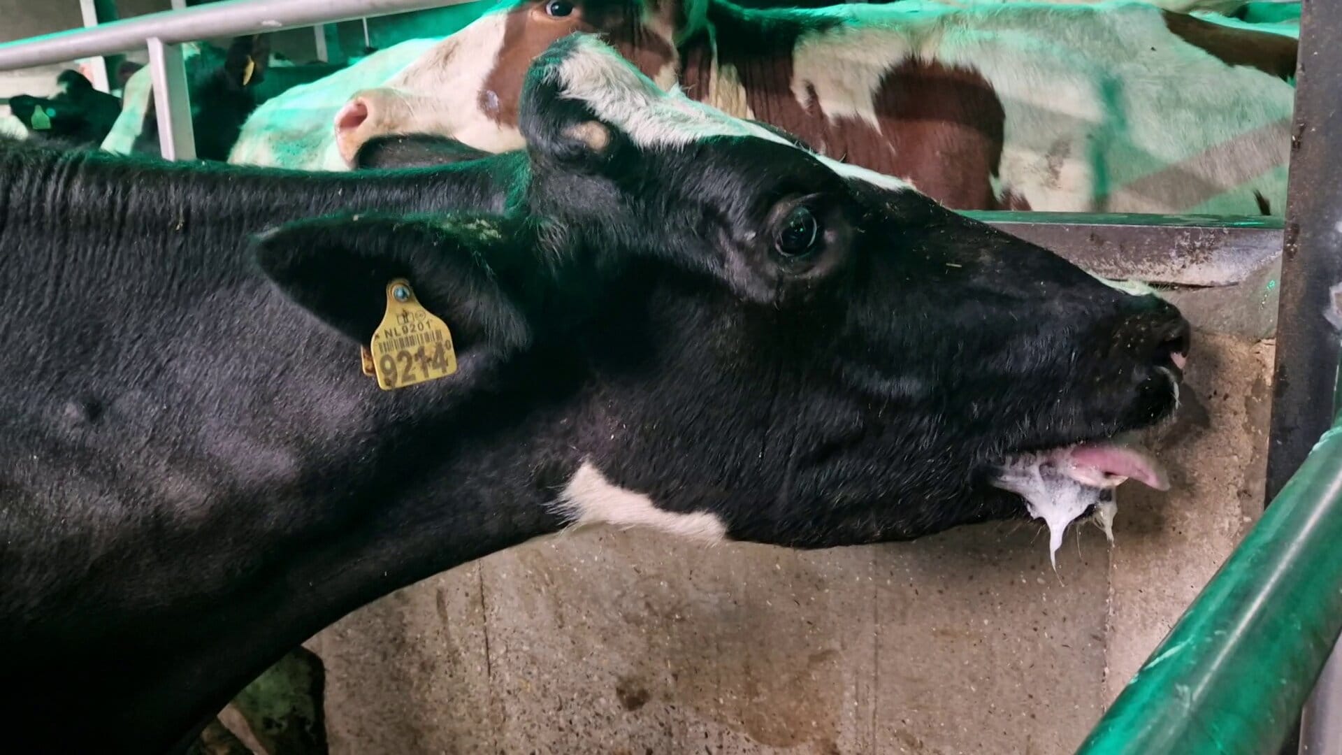 A sick cow drooling at the mouth in a collection point.