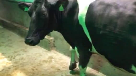 A cow keeping weight off her right front leg to avoid pain.
