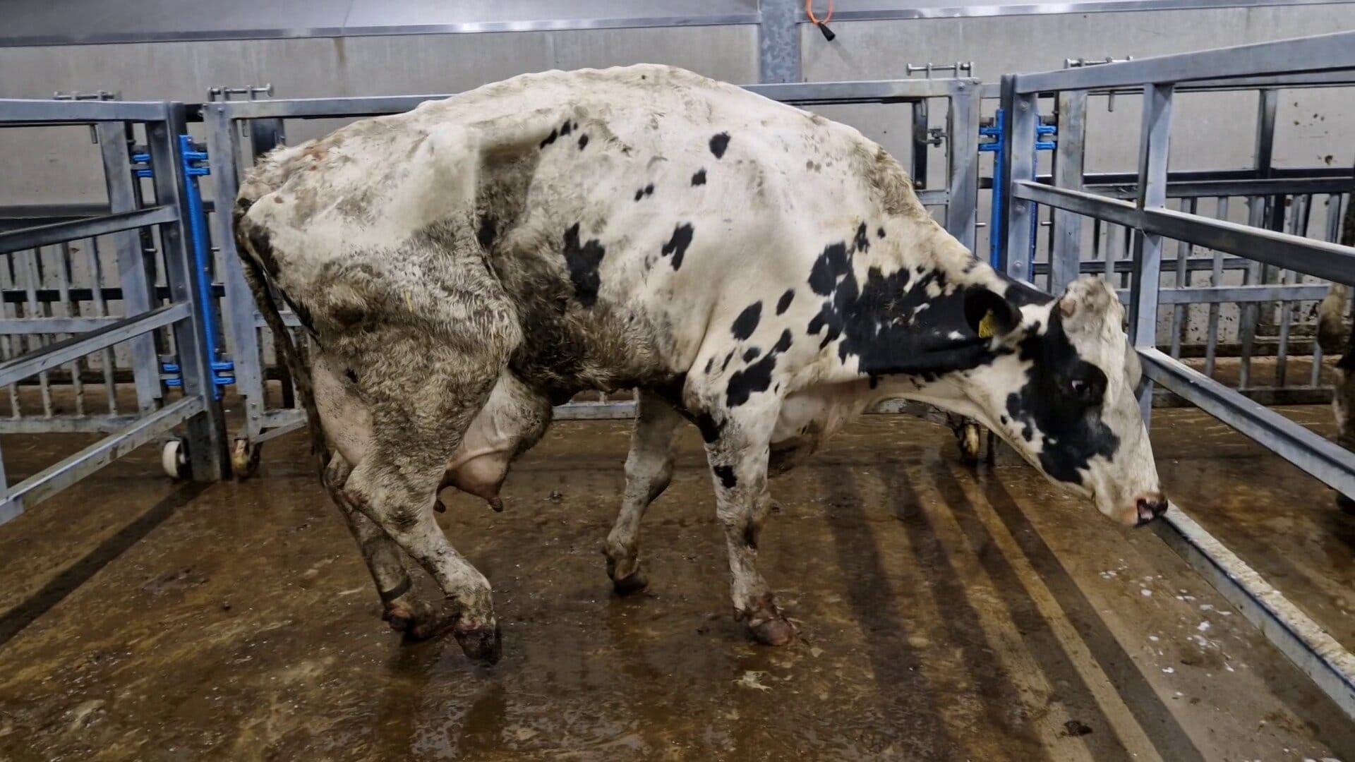 A severely emaciated, lame black-and-white cow with a swollen udder in a slaughterhouse.