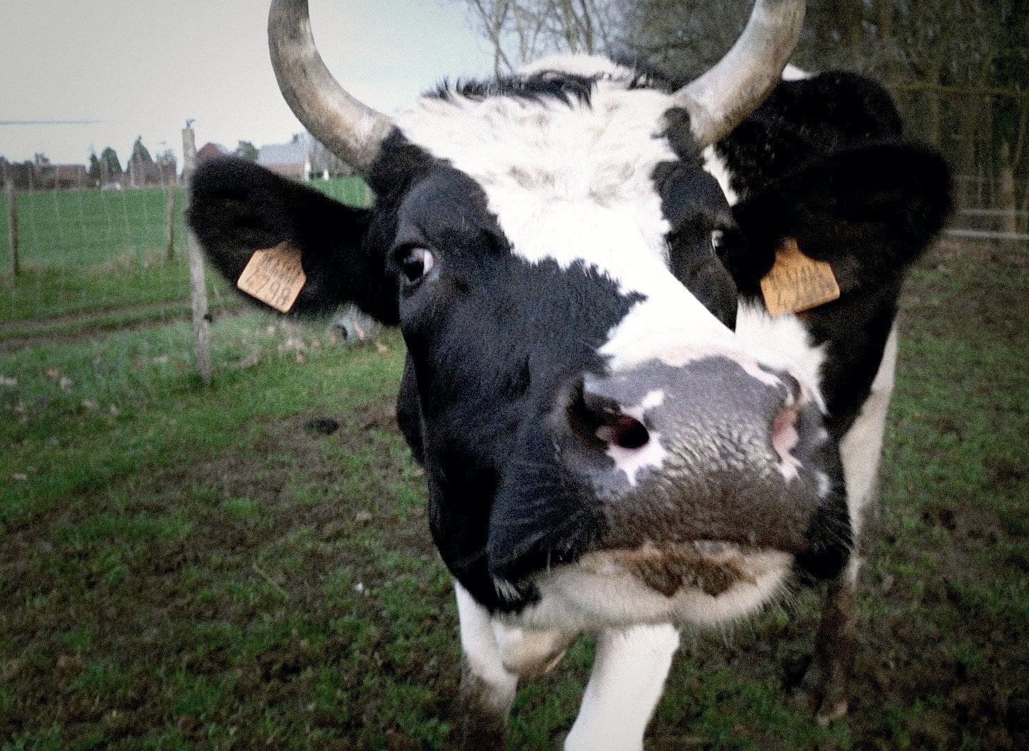Natuurlijk gedrag van runderen