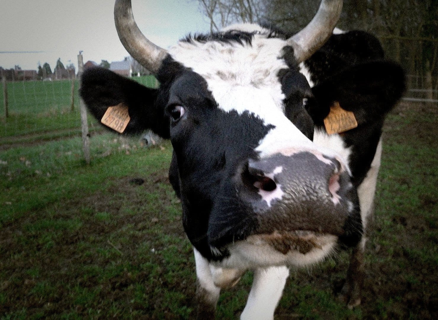 Cattle's natural behavior