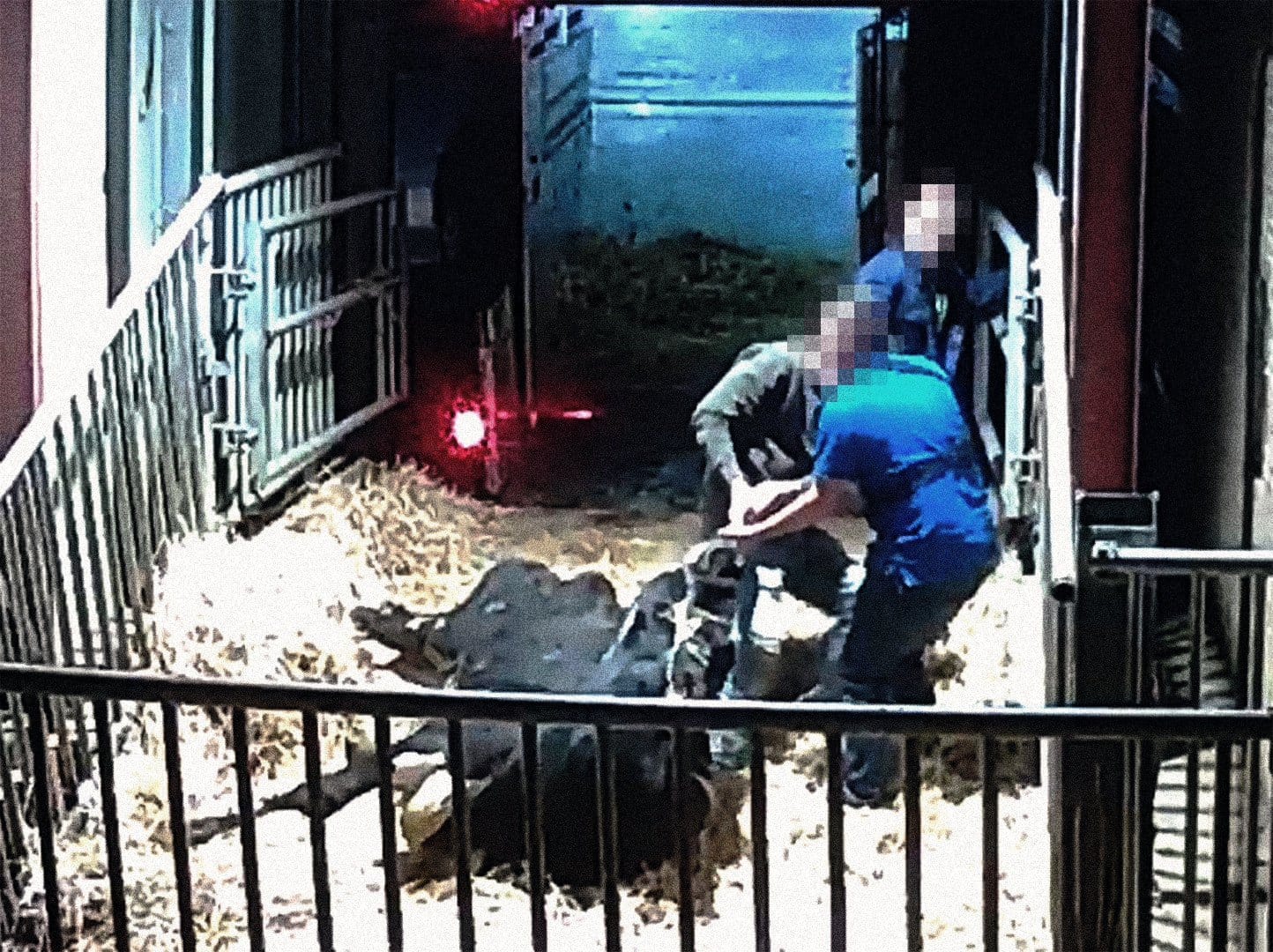 Onderzoek naar het transport van runderen en kalfjes